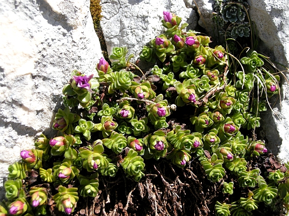 Saxifraga oppositifolia subsp. oppositifolia/ Sassifraga a foglie opposte